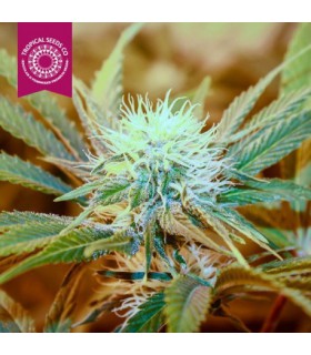 KUSH MEDICINE REGULAR TROPICAL SEEDS