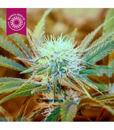 KUSH MEDICINE REGULAR TROPICAL SEEDS