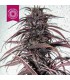 OLD KONGO REGULAR TROPICAL SEEDS