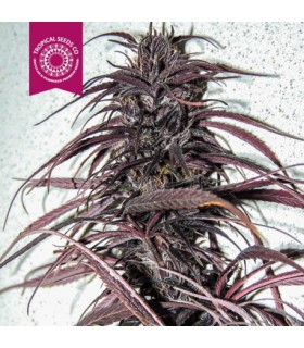 banco de semillas TROPICAL SEEDS OLD KONGO REGULAR TROPICAL SEEDS