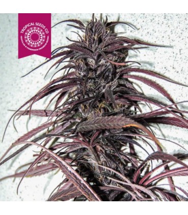 OLD KONGO REGULAR TROPICAL SEEDS