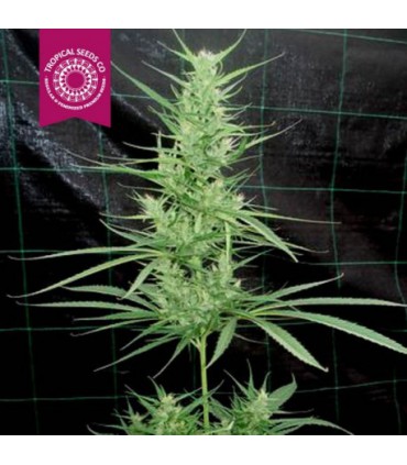 ZAMBIA REGULAR TROPICAL SEEDS