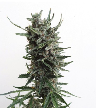 AUTO CRITICAL HOG 100% T.H. SEEDS