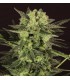 AUTO MK-ULTRA KUSH 100% T.H. SEEDS