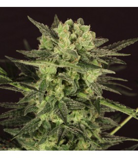 banco de semillas T.H. SEEDS AUTO MK-ULTRA KUSH 100% T.H. SEEDS