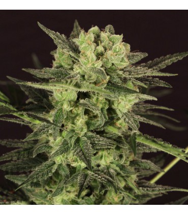 banco de semillas T.H. SEEDS AUTO MK-ULTRA KUSH 100% T.H. SEEDS