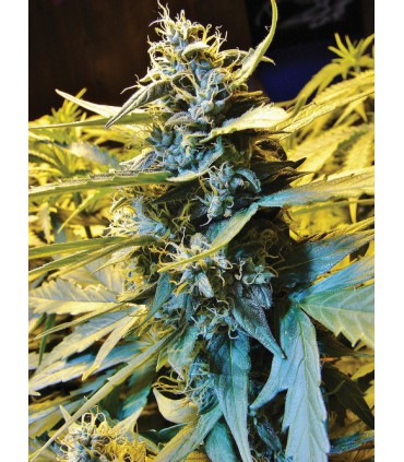 AUTO NORTHERN HOG 100% T.H. SEEDS