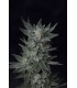 banco de semillas T.H. SEEDS BUBBLEGUM AUTO 100% T.H. SEEDS