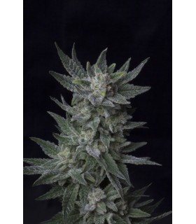 banco de semillas T.H. SEEDS BUBBLEGUM AUTO 100% T.H. SEEDS