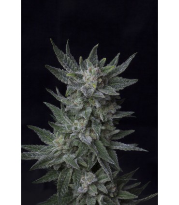 banco de semillas T.H. SEEDS BUBBLEGUM AUTO 100% T.H. SEEDS