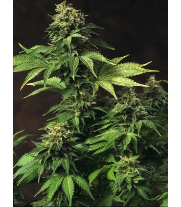 banco de semillas T.H. SEEDS AKORN 100% T.H. SEEDS
