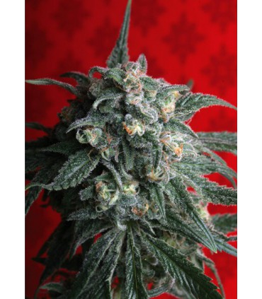 banco de semillas T.H. SEEDS A-TRAIN 100% T.H. SEEDS