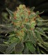 banco de semillas T.H. SEEDS BUBBLEGUM 100% T.H. SEEDS