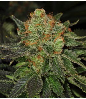 BUBBLEGUM 100% T.H. SEEDS