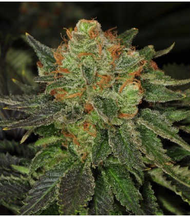 banco de semillas T.H. SEEDS BUBBLEGUM 100% T.H. SEEDS