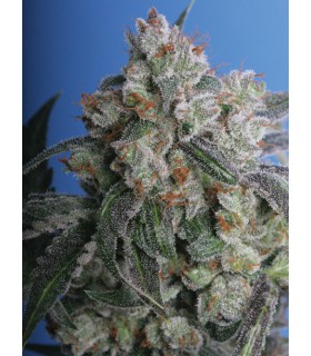 banco de semillas T.H. SEEDS BURMESE KUSH 100% T.H. SEEDS