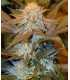 banco de semillas T.H. SEEDS CRITICAL HOG 100% T.H. SEEDS