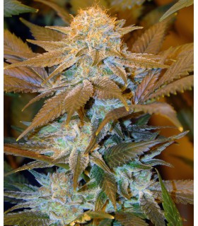 banco de semillas T.H. SEEDS CRITICAL HOG 100% T.H. SEEDS