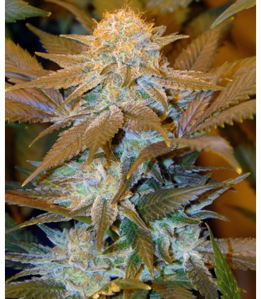 CRITICAL HOG 100% T.H. SEEDS