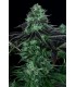 banco de semillas T.H. SEEDS DARKSTAR 100% T.H. SEEDS