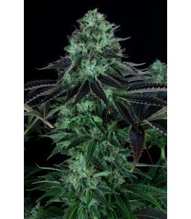 banco de semillas T.H. SEEDS DARKSTAR 100% T.H. SEEDS