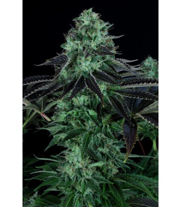 banco de semillas T.H. SEEDS DARKSTAR 100% T.H. SEEDS
