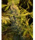 DAWG STAR KUSH 100% T.H. SEEDS