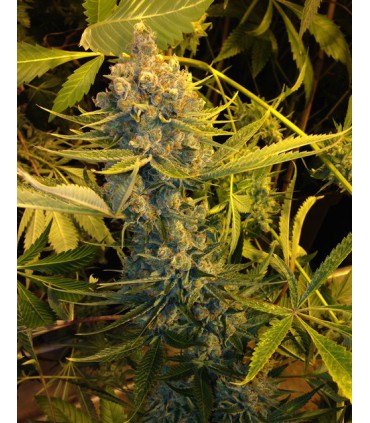 DAWG STAR KUSH 100% T.H. SEEDS