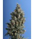 banco de semillas T.H. SEEDS KUSHAGE 100% T.H. SEEDS