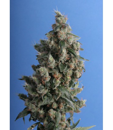 banco de semillas T.H. SEEDS KUSHAGE 100% T.H. SEEDS