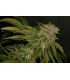 banco de semillas T.H. SEEDS MK ULTRA 100% T.H. SEEDS