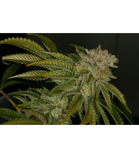 banco de semillas T.H. SEEDS MK ULTRA 100% T.H. SEEDS