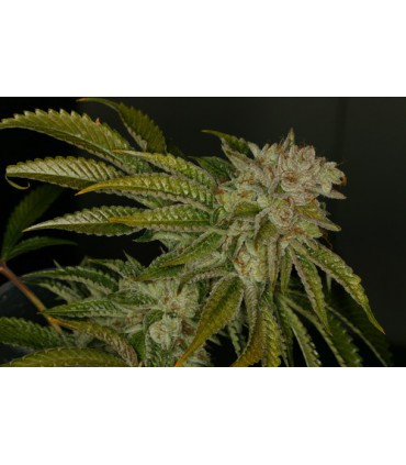 banco de semillas T.H. SEEDS MK ULTRA 100% T.H. SEEDS
