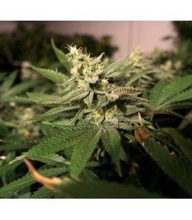 banco de semillas T.H. SEEDS MKAGE