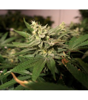 banco de semillas T.H. SEEDS MKAGE