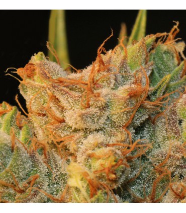 MK-ULTRA KUSH X BUBBLEGUM 100% T.H. SEEDS