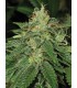 banco de semillas T.H. SEEDS S.A.G.E. 100% T.H. SEEDS