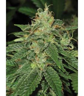 banco de semillas T.H. SEEDS S.A.G.E. 100% T.H. SEEDS