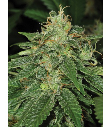 banco de semillas T.H. SEEDS S.A.G.E. 100% T.H. SEEDS