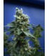 banco de semillas T.H. SEEDS SAGE'N SOUR 100% T.H. SEEDS