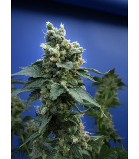 banco de semillas T.H. SEEDS SAGE'N SOUR 100% T.H. SEEDS