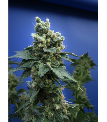 banco de semillas T.H. SEEDS SAGE'N SOUR 100% T.H. SEEDS