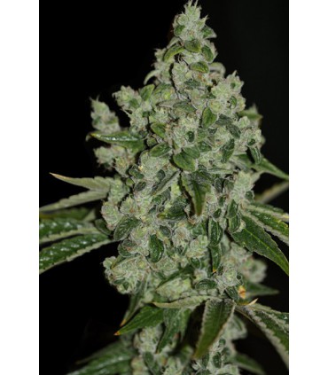 ULTRA SOUR 100% T.H. SEEDS