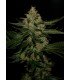 banco de semillas T.H. SEEDS UNDERDAWG 100% T.H. SEEDS