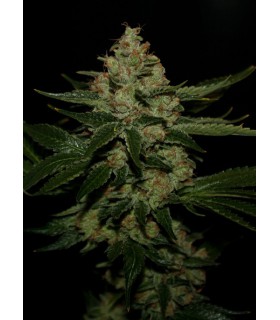 banco de semillas T.H. SEEDS UNDERDAWG 100% T.H. SEEDS