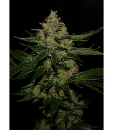 banco de semillas T.H. SEEDS UNDERDAWG 100% T.H. SEEDS