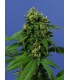 banco de semillas T.H. SEEDS WRECKAGE 100% T.H. SEEDS