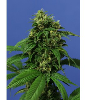 banco de semillas T.H. SEEDS WRECKAGE 100% T.H. SEEDS