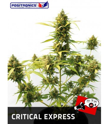 CRITICAL EXPRESS