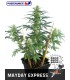 MAY DAY EXPRESS